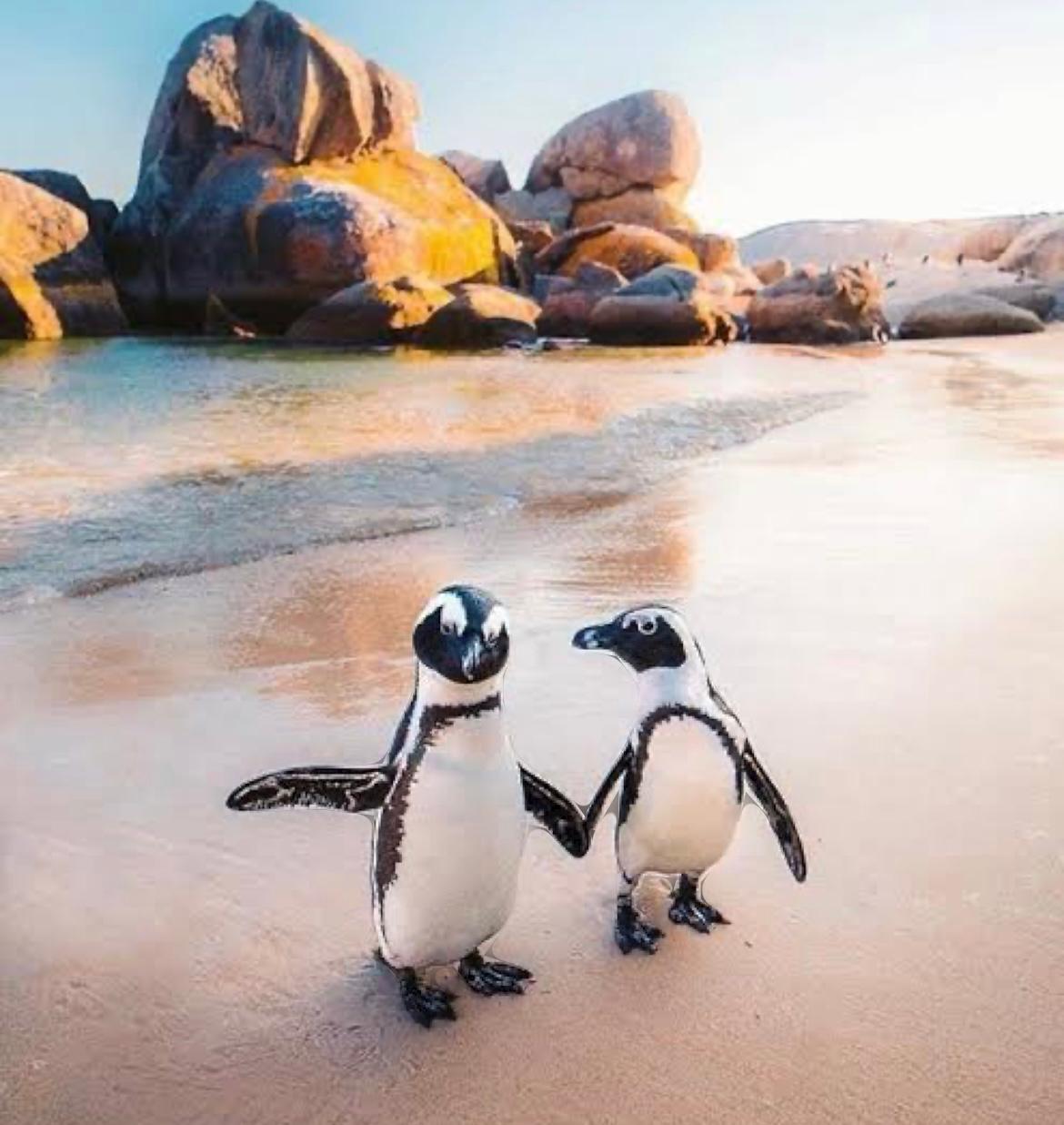 A pair of African penguins on the sand at Boulders Beach