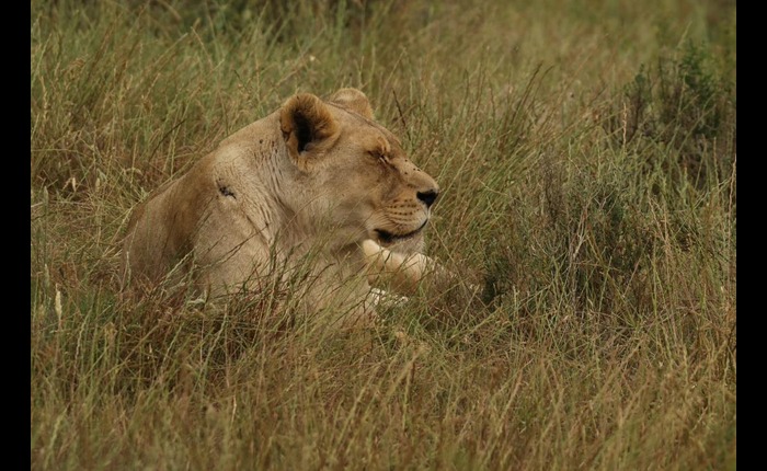Aquila Private Game Reserve Big Five safari day tour